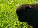 Chiots Loulou de Poméranie à vendre