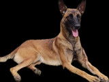 Chiots Malinois fauve charbonné avec pedigree à vendre