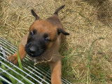 Chiots Malinois fauve charbonné avec pedigree à vendre