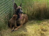 Chiots Malinois fauve charbonné avec pedigree à vendre