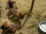 Chiots Malinois fauve charbonné avec pedigree à vendre