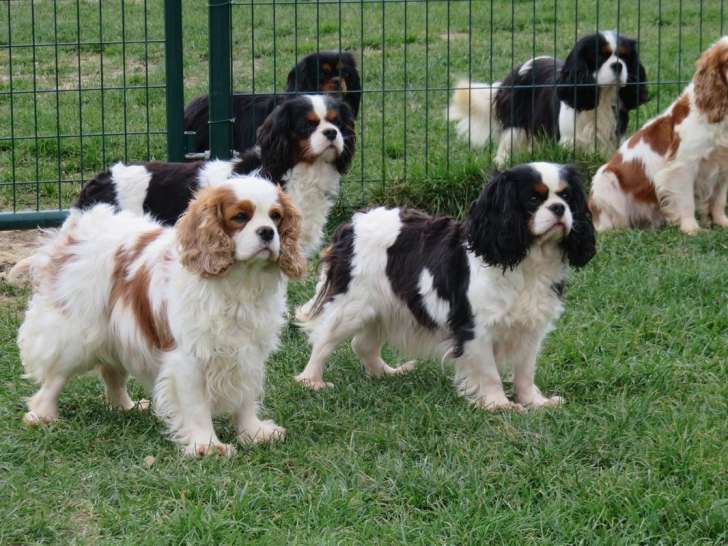 7 chiots Cavaliers King Charles LOF à réserver