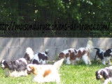 7 chiots Cavaliers King Charles LOF à réserver