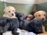 &Agrave; r&eacute;server, 5 chiots Labradors LOF