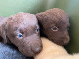 &Agrave; r&eacute;server, 5 chiots Labradors LOF