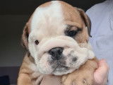 2 chiots mâles Bulldogs Anglais LOF à réserver