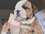 2 chiots mâles Bulldogs Anglais LOF à réserver