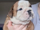 2 chiots mâles Bulldogs Anglais LOF à réserver