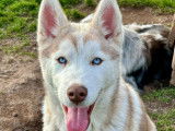 À vendre : un chiot mâle Husky Sibérien LOF