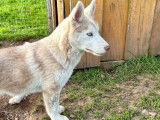 À vendre : un chiot mâle Husky Sibérien LOF