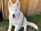 À vendre : un chiot mâle Husky Sibérien LOF