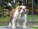 Un chien Bulldog Anglais LOF, né en mars 2017, disponible à la saillie