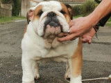 Un chien Bulldog Anglais LOF disponible à la saillie