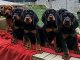 Chiots Chien Courant Polonais à vendre