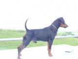 Superbes chiots Pinscher Nain disponible