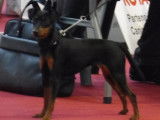 Superbes chiots Pinscher Nain disponible
