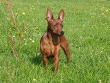 Superbes chiots Pinscher Nain disponible