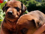 Superbes chiots Pinscher Nain disponible
