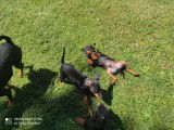 Superbes chiots Pinscher Nain disponible