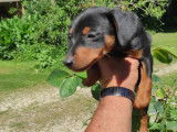 Superbes chiots Pinscher Nain disponible