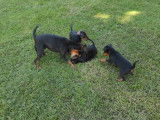 Superbes chiots Pinscher Nain disponible