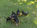 Superbes chiots Pinscher Nain disponible