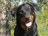 À vendre : 3 jeunes chiens Beaucerons LOF