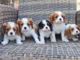 5 chiots Cavaliers King Charles LOF à réserver