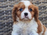 5 chiots Cavaliers King Charles LOF à réserver