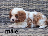 5 chiots Cavaliers King Charles LOF à réserver