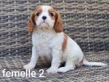 5 chiots Cavaliers King Charles LOF à réserver
