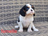 5 chiots Cavaliers King Charles LOF à réserver