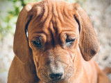 À vendre, 1 chiot mâle Rhodesian Ridgeback LOF