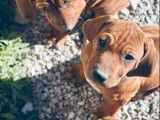 À vendre, 1 chiot mâle Rhodesian Ridgeback LOF