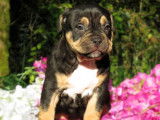 Chiots American Bully pocket et standard ABKC à vendre