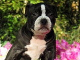 Chiots American Bully pocket et standard ABKC à vendre