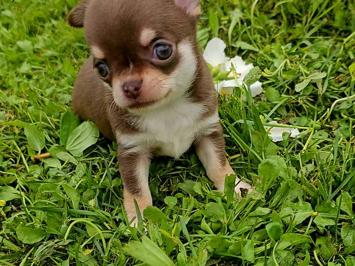 Chiots Chihuahua à vendre