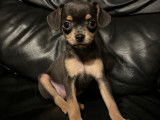 Chiots de type Chihuahua à vendre (6 femelles & 3 mâles)