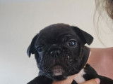Chiot Bouledogue Français à vendre