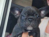 Chiot Bouledogue Français à vendre