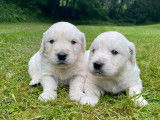 Chiots Golden Retriever à vendre