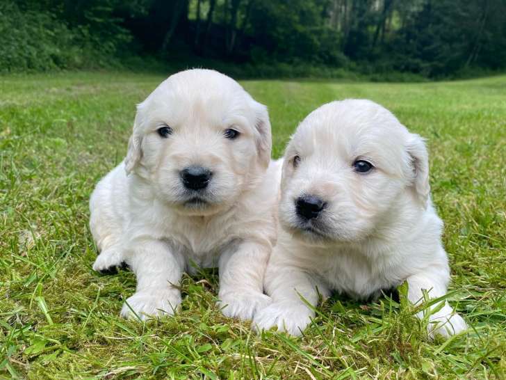 Chiots Golden Retriever à vendre