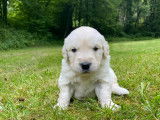 Chiots Golden Retriever à vendre