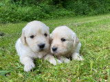 Chiots Golden Retriever à vendre