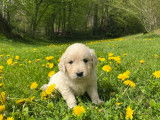 Chiots Golden Retriever à vendre