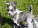 Chiot Chien Chinois à Crête à vendre