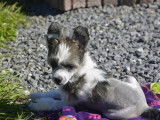 Chiot Chien Chinois à Crête à vendre
