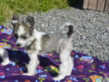 Chiot Chien Chinois à Crête à vendre
