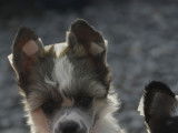 Chiot Chien Chinois à Crête à vendre