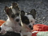 Chiot Chien Chinois à Crête à vendre
